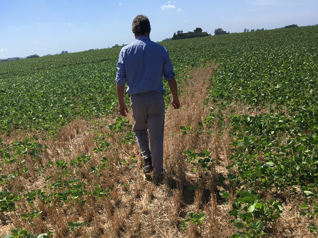 This is a typical scene in Argentina in late-planted soybean fields where plant failures and underdevelopment result in soybeans not fully covering wheat straw from the previous wheat crop. This is abnormal for this time of the year. (Photo courtesy of Ignacio Greco)